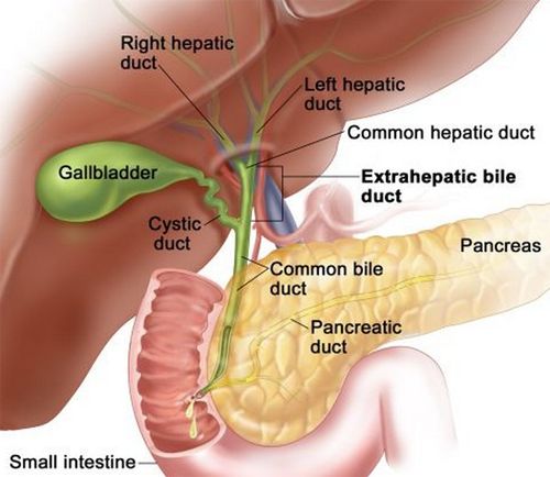 Gallbladder & Neighboring Anatomy
